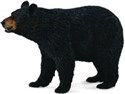 Niedźwiedź czarny amerykański - 