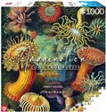 Puzzle 1000 Ernst Haeckel: Stworzenia morskie  - 