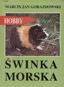 Świnka morska  