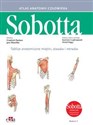 Tablice anatomiczne mięśni, stawów i nerwów. Angielskie mianownictwo Atlas anatomii człowieka Sobotta.  