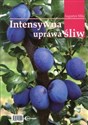 Intensywna uprawa śliw -   