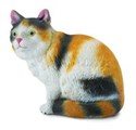 Kot domowy siedzący trzy-kolorowy S - 