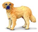 Pies rasy golden retriever - 