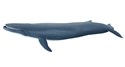 Płetwal błękitny  - 