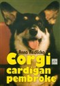 Corgi cardigan i  pembroke oraz ich krótkonodzy kuzyni polish usa