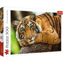 Puzzle 500 Portret tygrysa 37397 - 