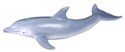 Delfin butlonosy - 