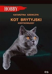 Kot brytyjski krótkowłosy  