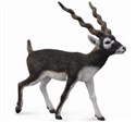 Antylopa Blackbuck L - 