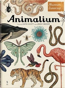 Animalium to buy in USA
