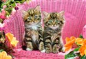 Puzzle Kittens on Garden Chair 1000 books in polish