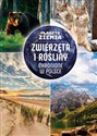 Planeta Ziemia Zwierzęta i rośliny chronione w Polsce  