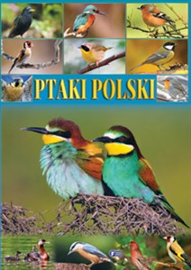 Ptaki polski in polish