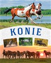 Konie to buy in USA