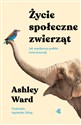 Życie społeczne zwierząt Jak współpracą podbito świat przyrody - Ashley Ward pl online bookstore