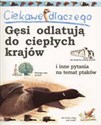 Ciekawe dlaczego gęsi odlatują polish usa