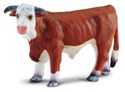 Byk rasy hereford L - 