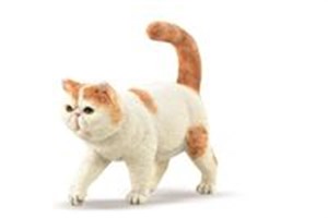 Exotic Shorthair kot   