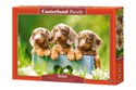Puzzle 500 Cute Dachshunds - 