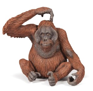 Orangutan  