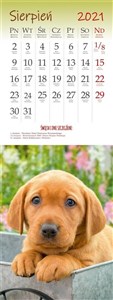 Kalendarz 2021 Ścienny pocztówkowy Psy ARTSEZON polish usa