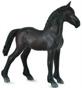 Źrebię Friesian Foal - Czarne to buy in USA