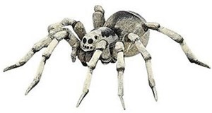 Tarantula to buy in Canada