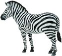 Zebra pospolita - 