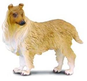 Pies rasy owczarek szkocki Collie buy polish books in Usa