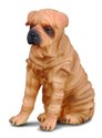 Pies rasy Shar Pei polish books in canada