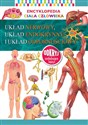 Encyklopedia ciała człowieka Układ nerwowy, układ endokrynny i układ odpornościowy - Opracowanie Zbiorowe