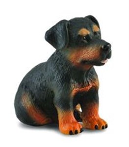 Pies rasy Rottweiler szczenię  