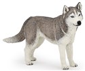Husky syberyjski - 
