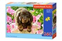Puzzle 260 Cute Daschshund - 