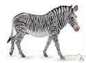 Zebra Grevys XL - 