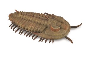 Redlichia Rex Trilobite   