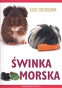 Świnka morska. Złoty przewodnik bookstore