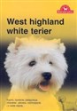 West highland white terier  to buy in USA