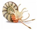 Ammonite - 