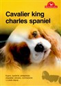 Cavalier king charles spaniel  