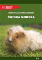 Świnka morska - Marcin Jan Gorazdowski