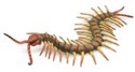 Centipede  - 