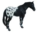 Ogier rasy Appaloosa kary - 