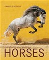 The wold`s most beautiful horses pl online bookstore