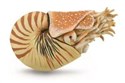 Nautilus Pompilius - 