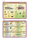 Podkładka edu. 052 - Anatomia: owady, pajęczaki.. - 