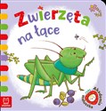 Zwierzęta na łące Akademia maluszka books in polish