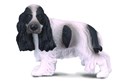Pies cocer spaniel angielski - 