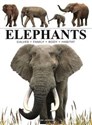 Elephants  polish books in canada