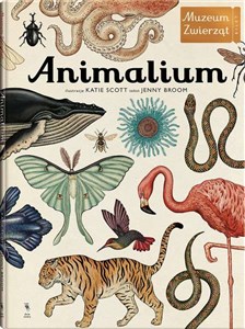 Animalium in polish